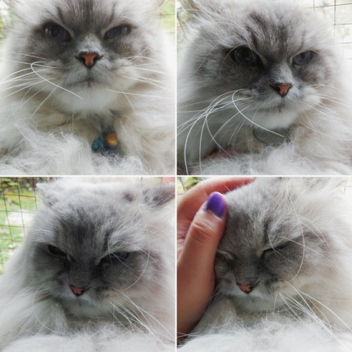 happinessfordeeppeople:Socrates hates cuddling, and the camera. So this is the process of him resign