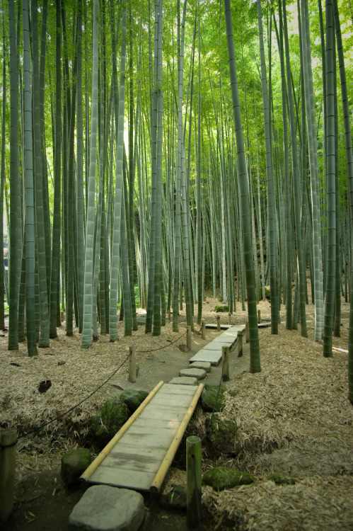 frigxd:Bamboo Forest