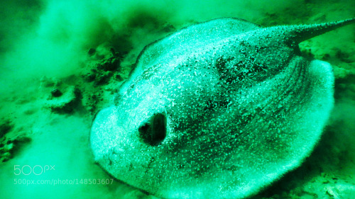 socialfoto:  ray fish I traveled in Maldives. At that time, I met with a ray. The ray which swims in the coral reef. by YoshiyukiKawasaki 