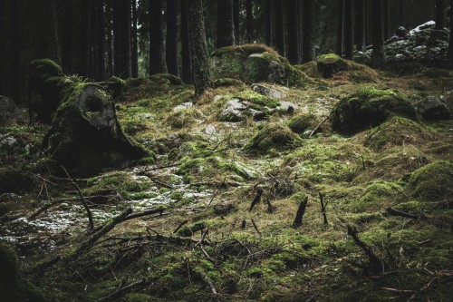 the-girl-with-cold-hands-blog:  Every Walk In The Forest Is A Gift The Girl With Cold Hands  P.S. If you like my photography, you can purchase it here.  