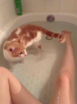 tocifer:  aloemom:  kingjaffejoffer:  awwww-cute:  My cat likes to take baths with me  nah  Ain’t no soap in that water you nasty  people soap would be bad for the cat….. this is cute but like, i dont think giving your cat baths often is good for