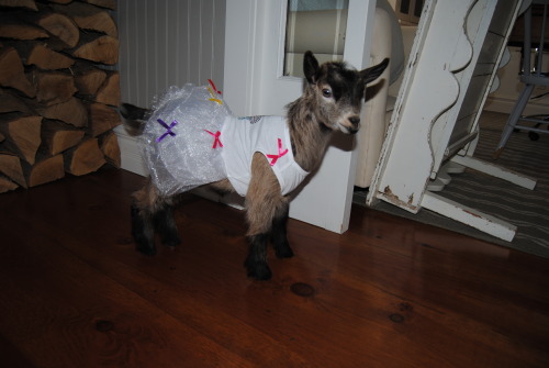 the-goat-barn:This is the newest and littlest edition to the farm… goatie is her name she is a month