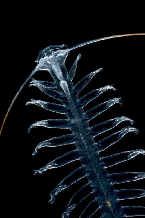 kqedscience:Six Pictures of Beautiful, Bizarre Worms That Slink Or Swim“It was only a matter of time