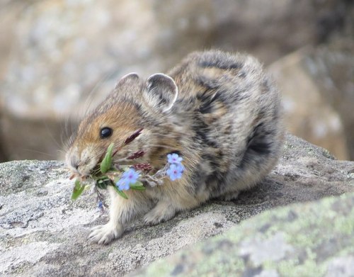ohhadivist:I saw this photo of a pika and I really wanted to try drawing it!Original photo by Frédér
