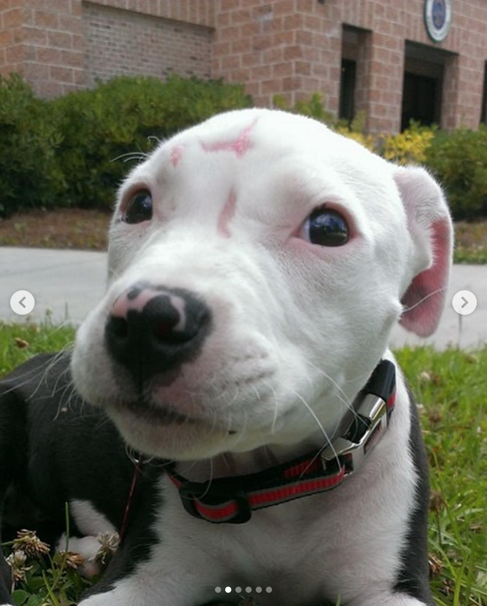 animalrates: This little guy is called Jake. Rescued from a burning shed at just