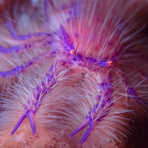 Pink Squat Lobster (Fairy Crab)