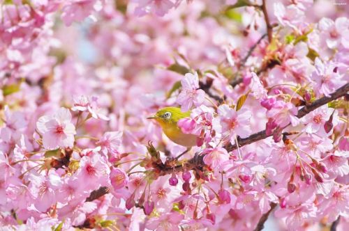 04 March 2021.  Mejiro (Japanese white-eye) on a sakura tree (Prunus campanulata type / カンヒザクラ)  in 