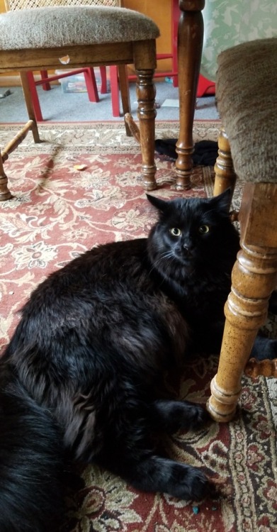 sunflxwersapphic: I’m visiting home this weekend so I get to see my absolute UNIT of a cat