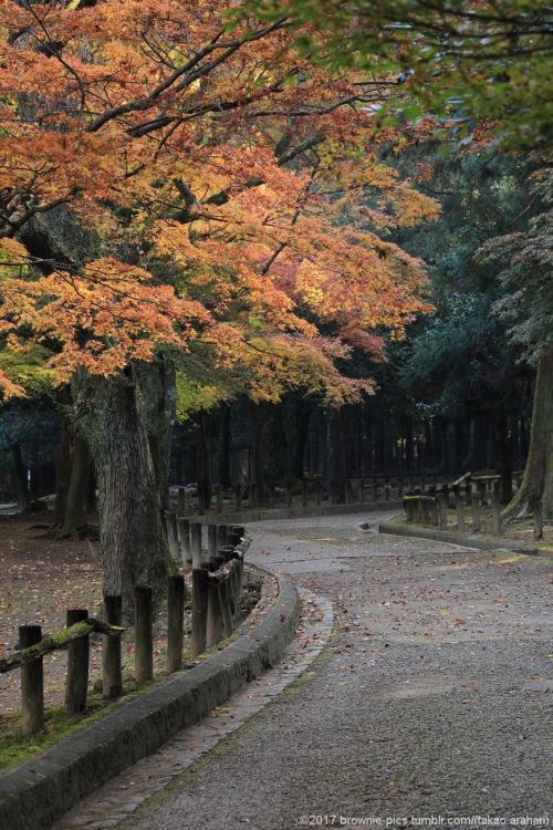 ‘21.11.20 春日大社参道、東大寺にて小休止の後、色づいた公園内を歩いていきます。 南大門付近を抜けて大仏池へと秋の光が心地よく差す中、歩を進めました。