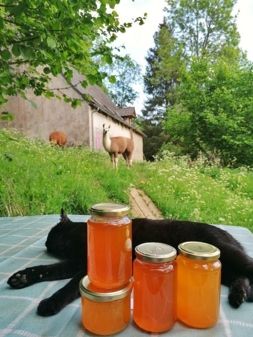 hedgehog-moss: I spent a whole afternoon picking 600 dandelions to make dandelion honey :) I got abo