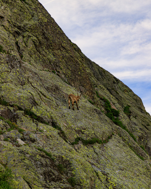 Alpine Ibex 1-5/? - Tour du Mont Blanc, June 2019photo by nature-hiking