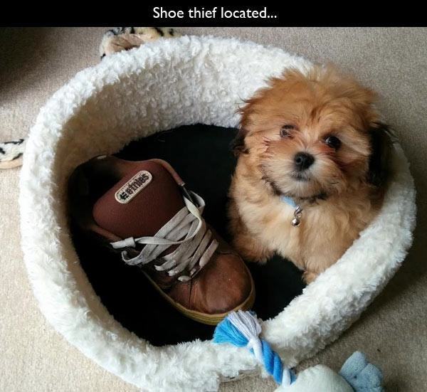 pleatedjeans:21 Adorable Animal Thieves Caught Red-Handed