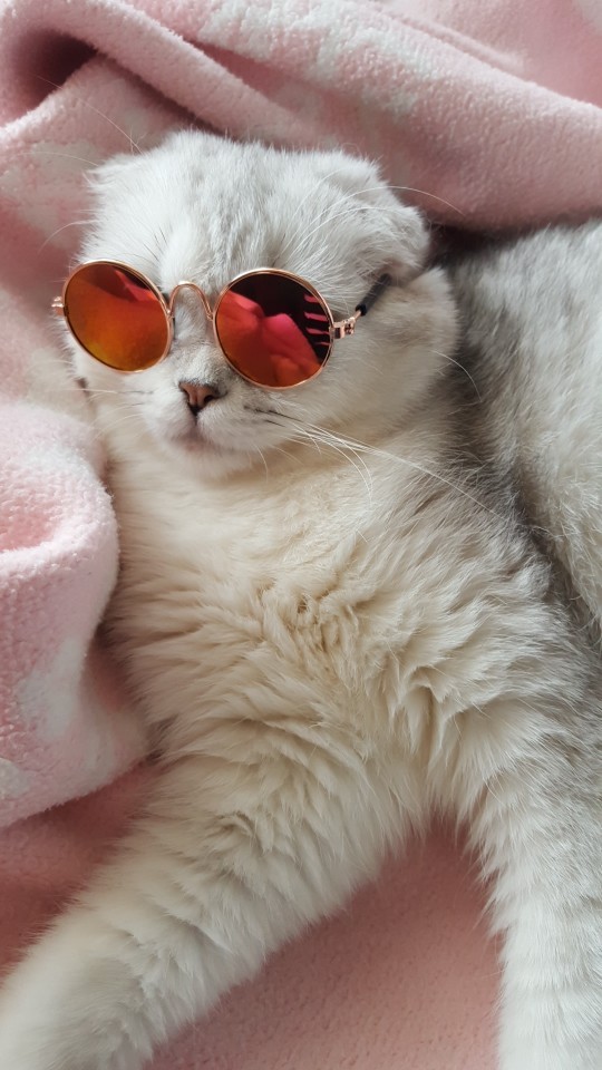 friendly-animals:  Buy these Cool Cat Glasses here &gt; Link