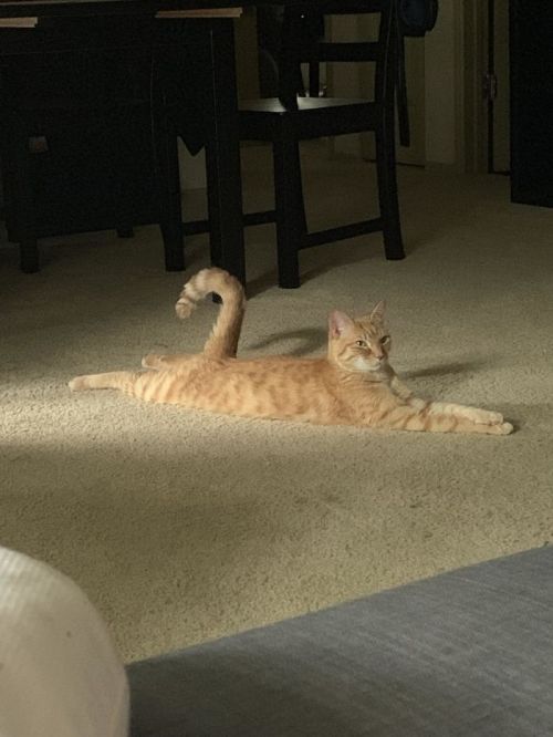 awesome-picz:People Are Sharing Pics Of Their Long Cats That Seem To Stretch ‘Til Infinity.