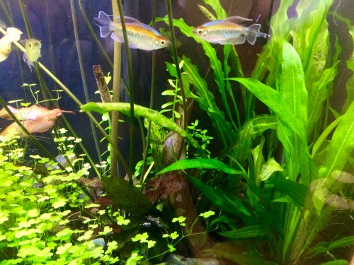orandabean:I haven’t done a water change in this tank for 4 months now. I’d say it’s doing okay. 
