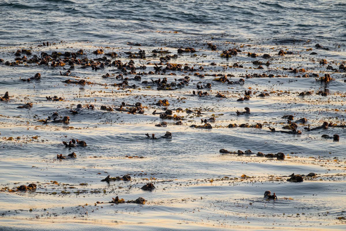 A large raft of southern sea otters floating across shimmering waters under the warm glow of the sunset.