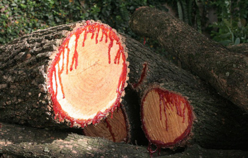 seapuke: dragon blood tree