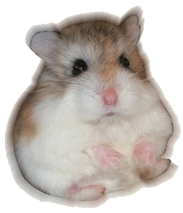 hamster transparent