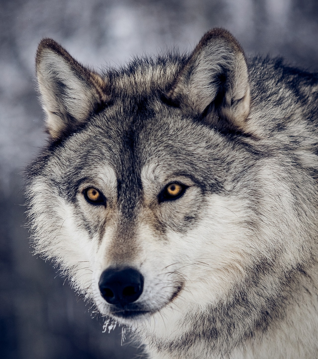 beautiful-wildlife:Portrait Of A Wolf by © Instinct Film