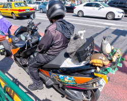 tokyo-fashion:  My Neighbor Totoro scooter