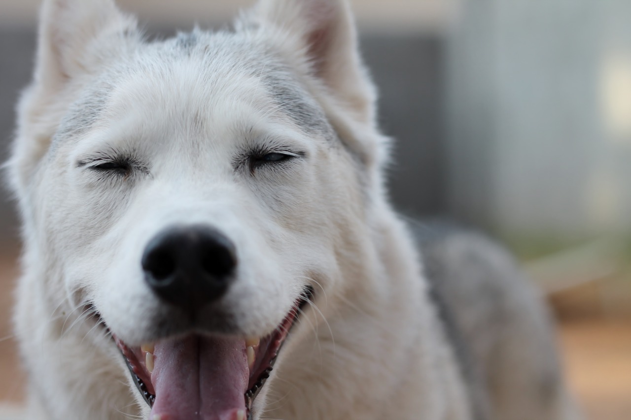 6woofs