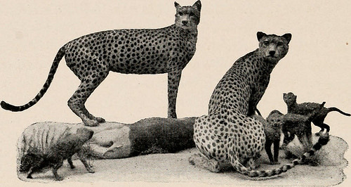 historicalbookimages:page 347 of “Introduction to zoology; a guide to the study of animals, for the 