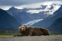 nubbsgalore:napping bear. or, melodramatic thespian bear.  photos by olav thokle in alaska’s lake clark national park