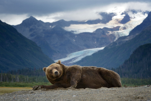 nubbsgalore:napping bear. or, melodramatic thespian bear.  photos by olav thokle in alaska&rsqu