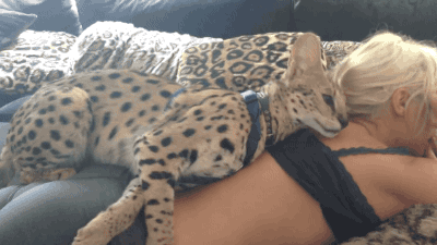 Beautiful cat!!