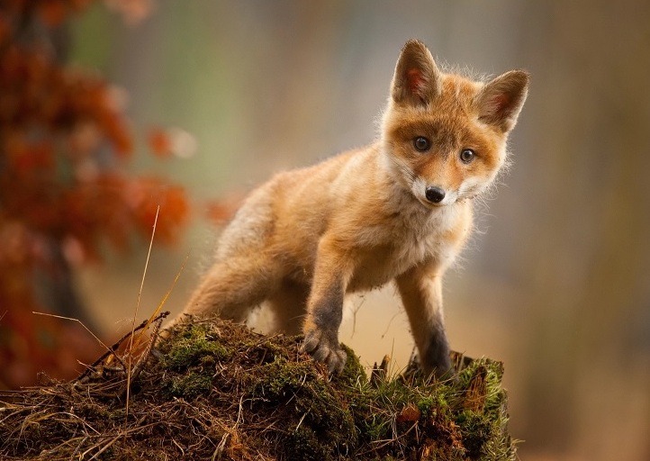 sweetd3lights:     © All rights reserved by  Robert Adamec  