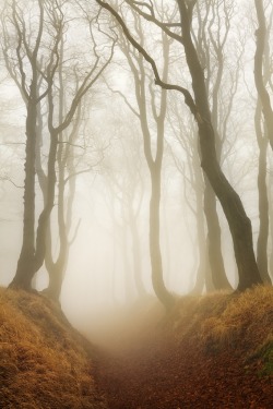 enchanting-landscapes:  Daniel Řeřicha - Forest road  