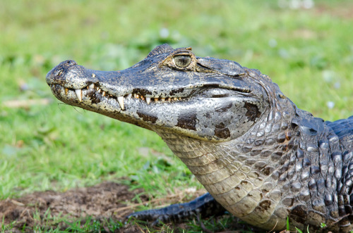 thepredatorblog:  Caiman (by David Schenfeld)