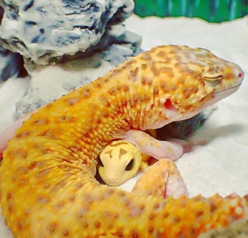 babyanimalgifs:Look how happy this gecko is with his little gecko toy