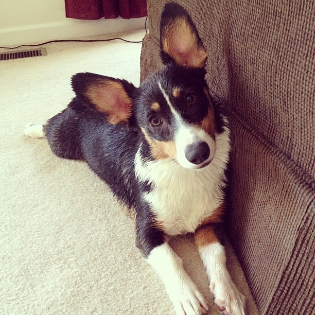 hausofhannibal:  Freshly bathed Rorasaurus #corgi #rorey
