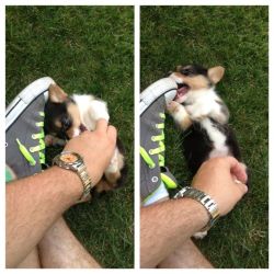 lilikoimcgilliganthecorgi:  One of my friends just got a corgi. LOOK AT THIS LIL NUGGET. Cuteness factor is off the charts. 