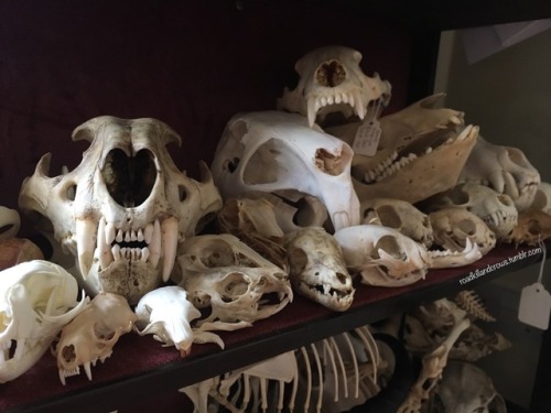 roadkillandcrows: Another shelf in my skull cabinet.