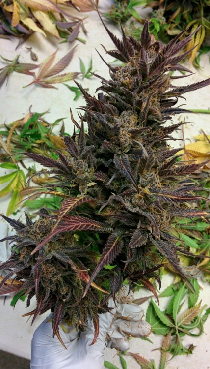 natural-born-killa: greendreamhealthservices: Purple Dream is gorgeous! 女婴 ✨