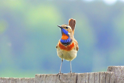 magicalnaturetour:  swet.medwedewa2013 