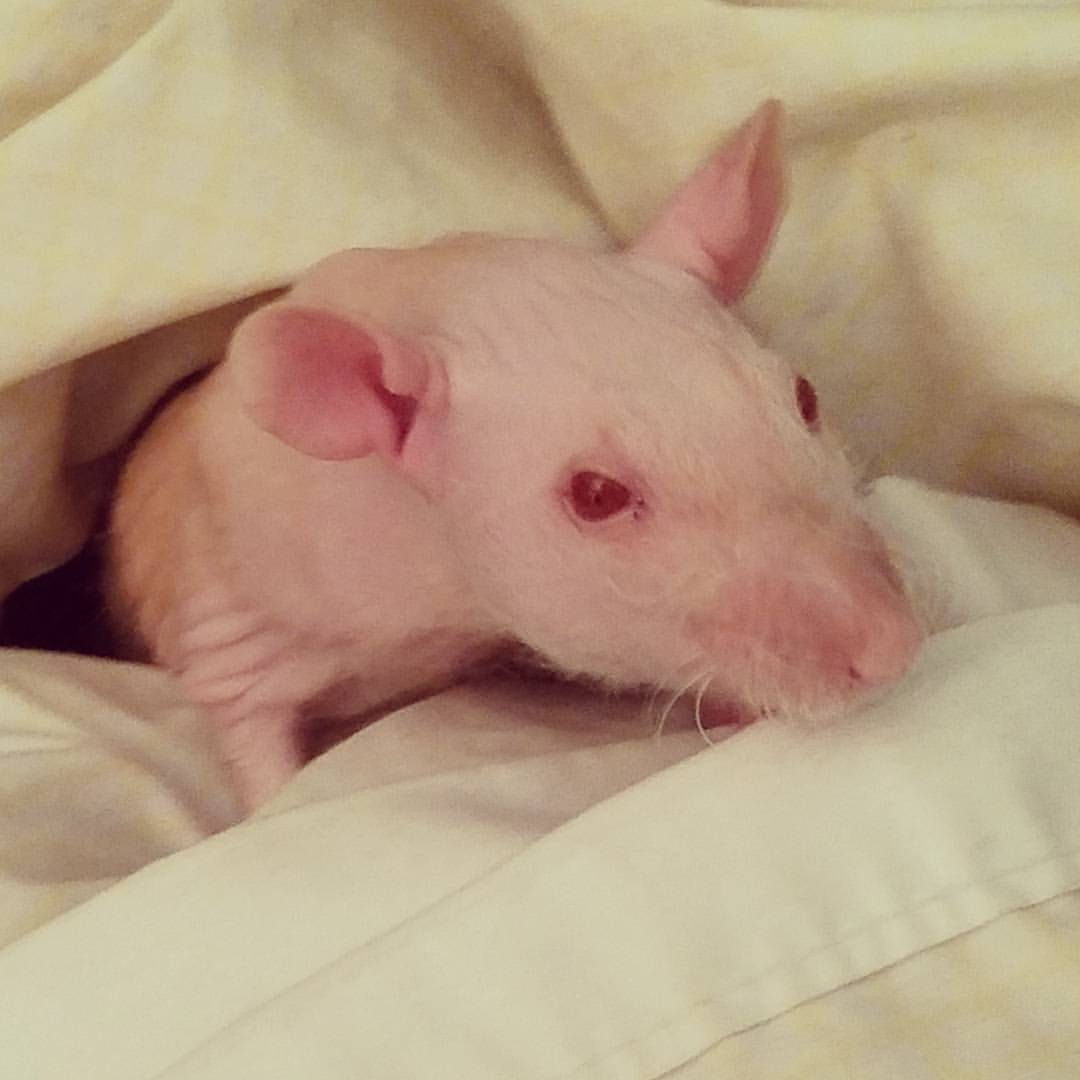 My beautiful peachy peach 🍑🐭🍑