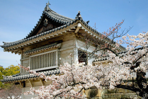 minuga-hana:The blossom was also a symbol of the Samurai, the epitome of Japanese valor  by esser47