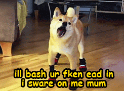 liftedandgiftedd:  chamber-pressure:  u wot m8  lmaoo my favorite post 