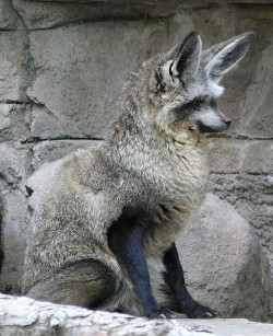 veriloquacious:  Bat-Eared Fox by renedrivers on Flickr. WHY ARE YOU SO PRECIOUS 