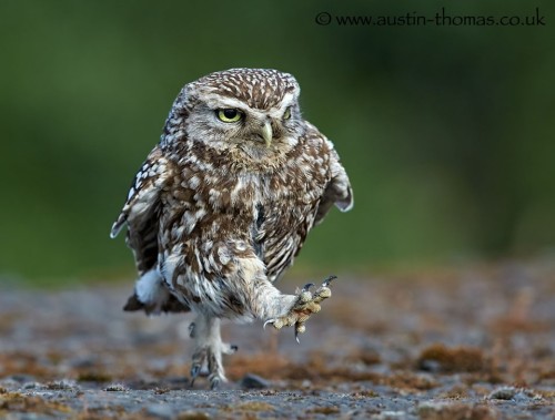 My Little Commonwealth Games winner… by Austin Thomas (via 500px)