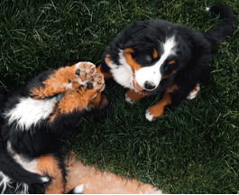 Bernese Mountain Dog And Her Pups 🐾🌾