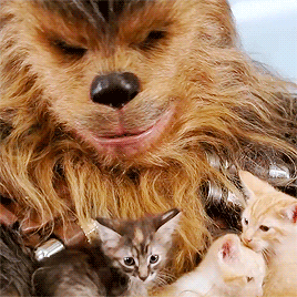 zombooyah2thesequel:Chewbacca Plays with Kittens - Video