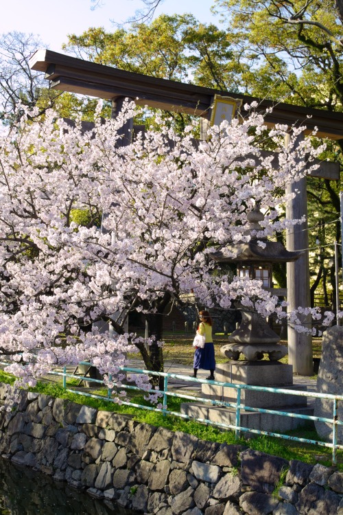 willee-i-am:Cherry blossom by the torii gate at Kokura Castle, Kitakyushu. 1.4.14