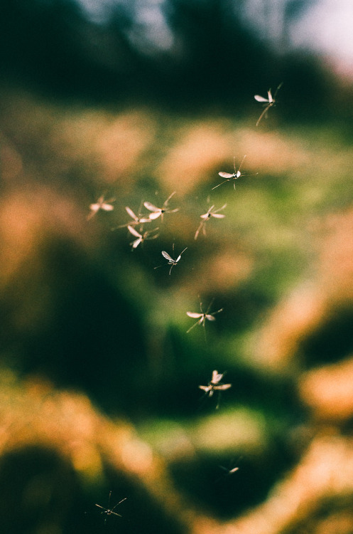 Somewhere in Denmark, January 2018 | Nordsjælland | Dancing midges Website | Instagram