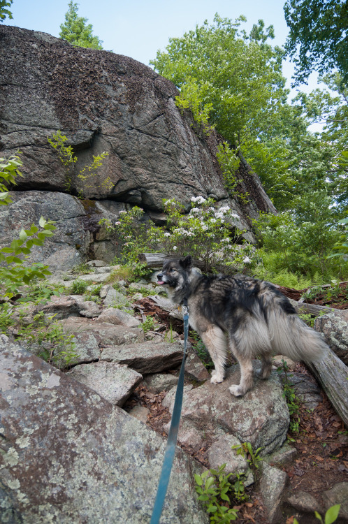 Another weekend of great hiking weather! The dogs and I hit the trails of Watchung, Harriman, and Ha
