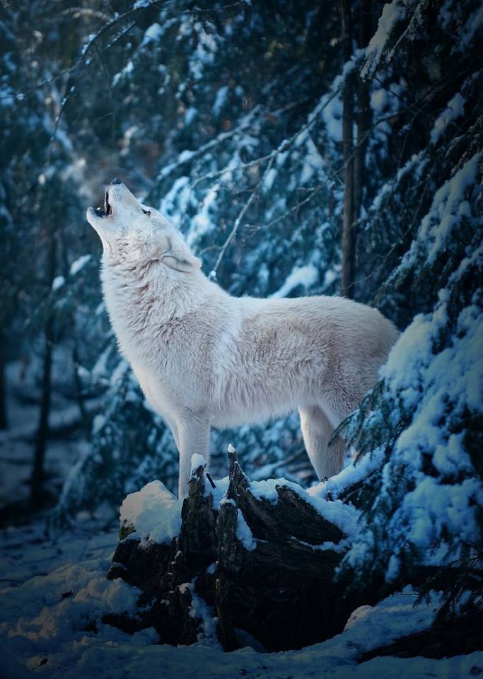 sisterofthewolves:Picture by Michael Schönberger