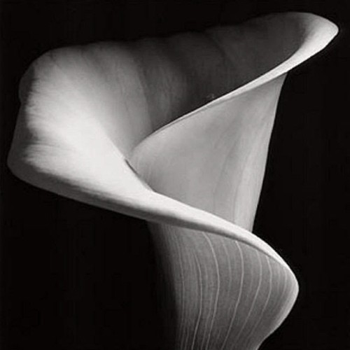 ARACEAE | SILHOUETTE. Softness triumphs over hardness, feebleness over strength. What is more malle